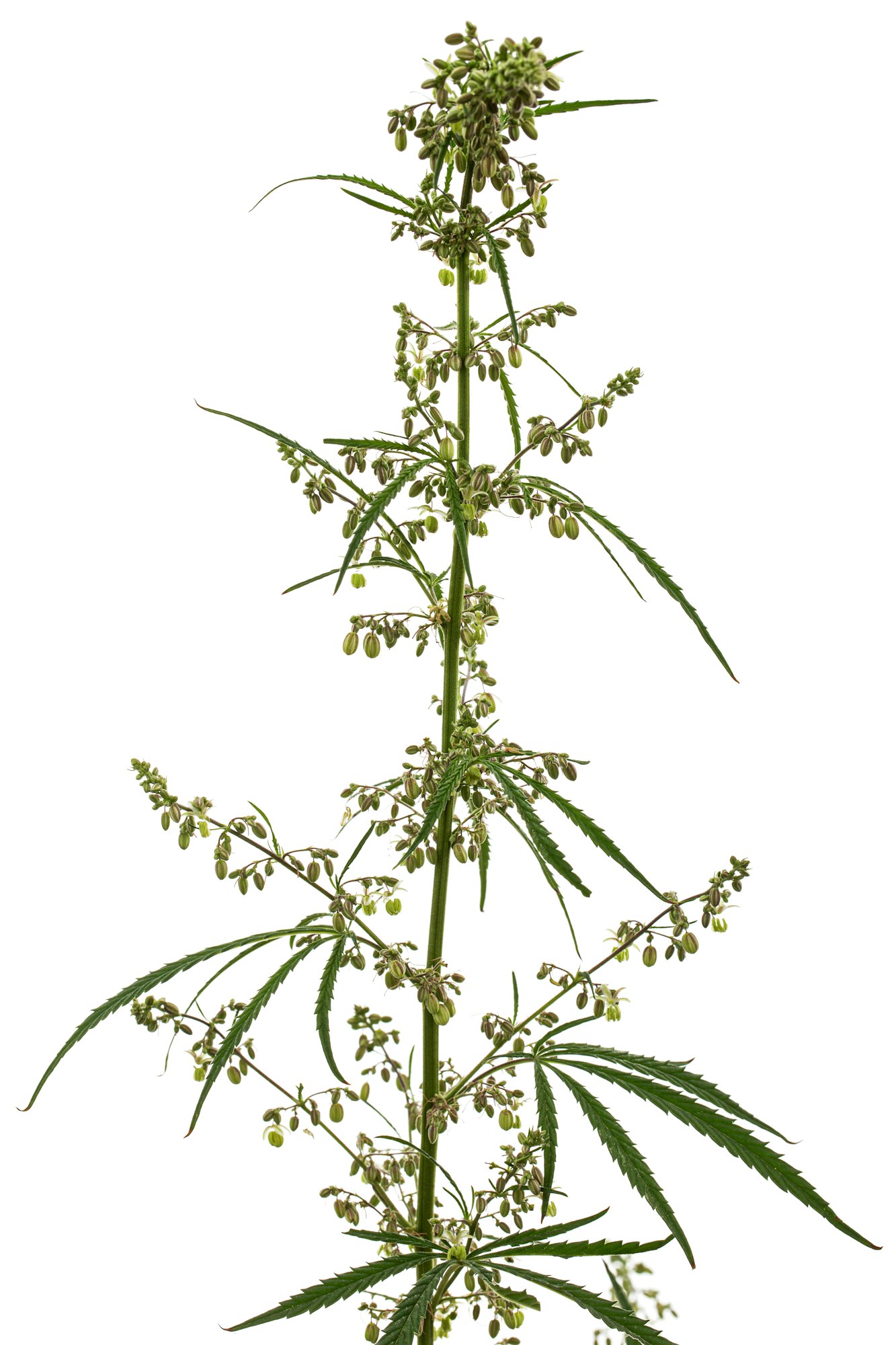 Cannabis, isolated on white background