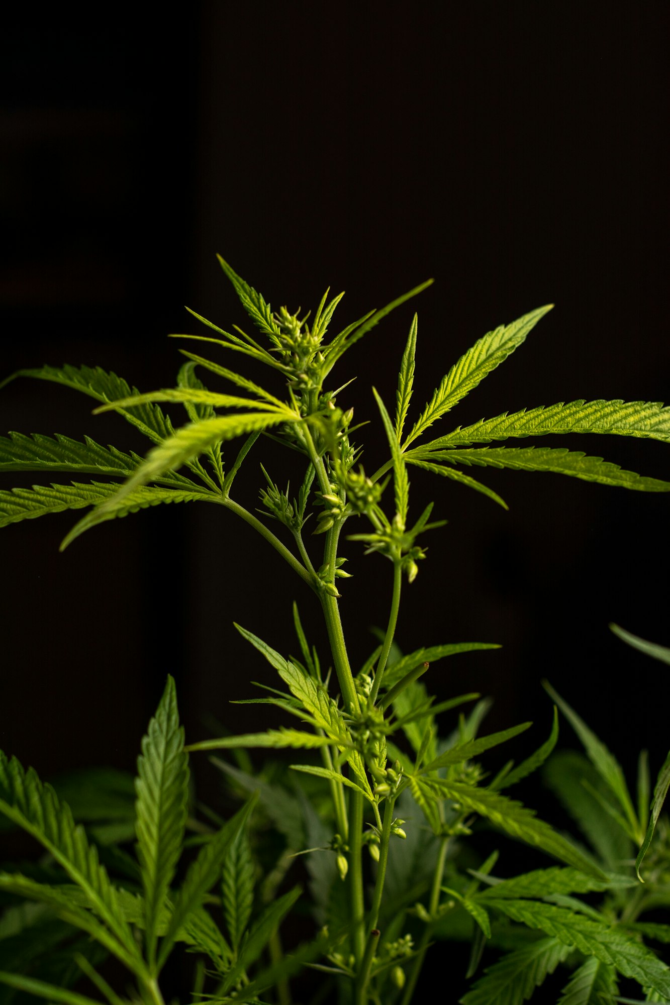 Sativa and indica types. personal cultivation. medici