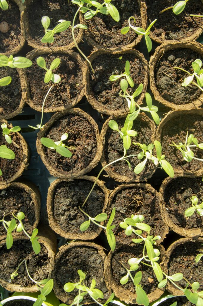 Vertical plan growing seedlings of vegetables and flowers in peat pots. Young plants sitting